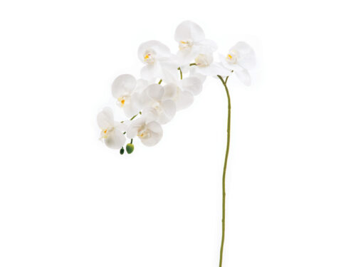 PHALAENOPSIS REAL TOUCH CM90 BIANCO – BRUCO