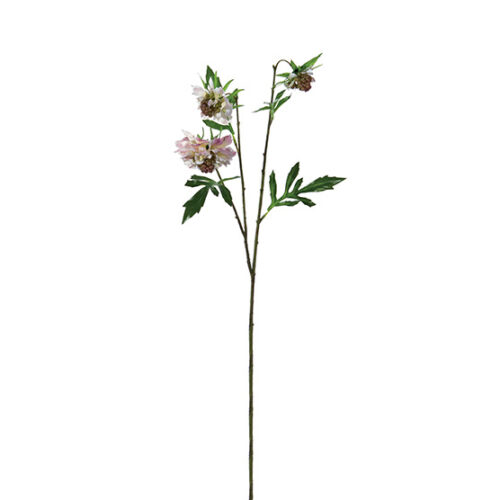 SCABIOSA ROSA – BRUCO