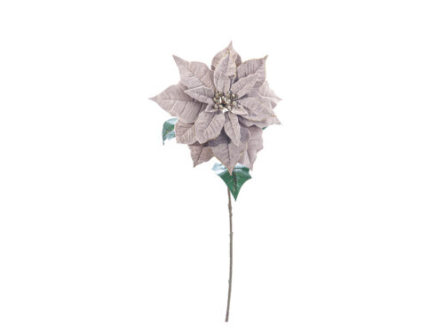 STELLA NATALE BRILIANT CENERE – BRUCO