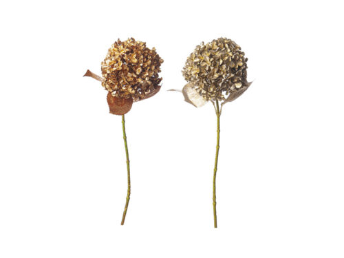 ORTENSIA GOLDEN – BRUCO